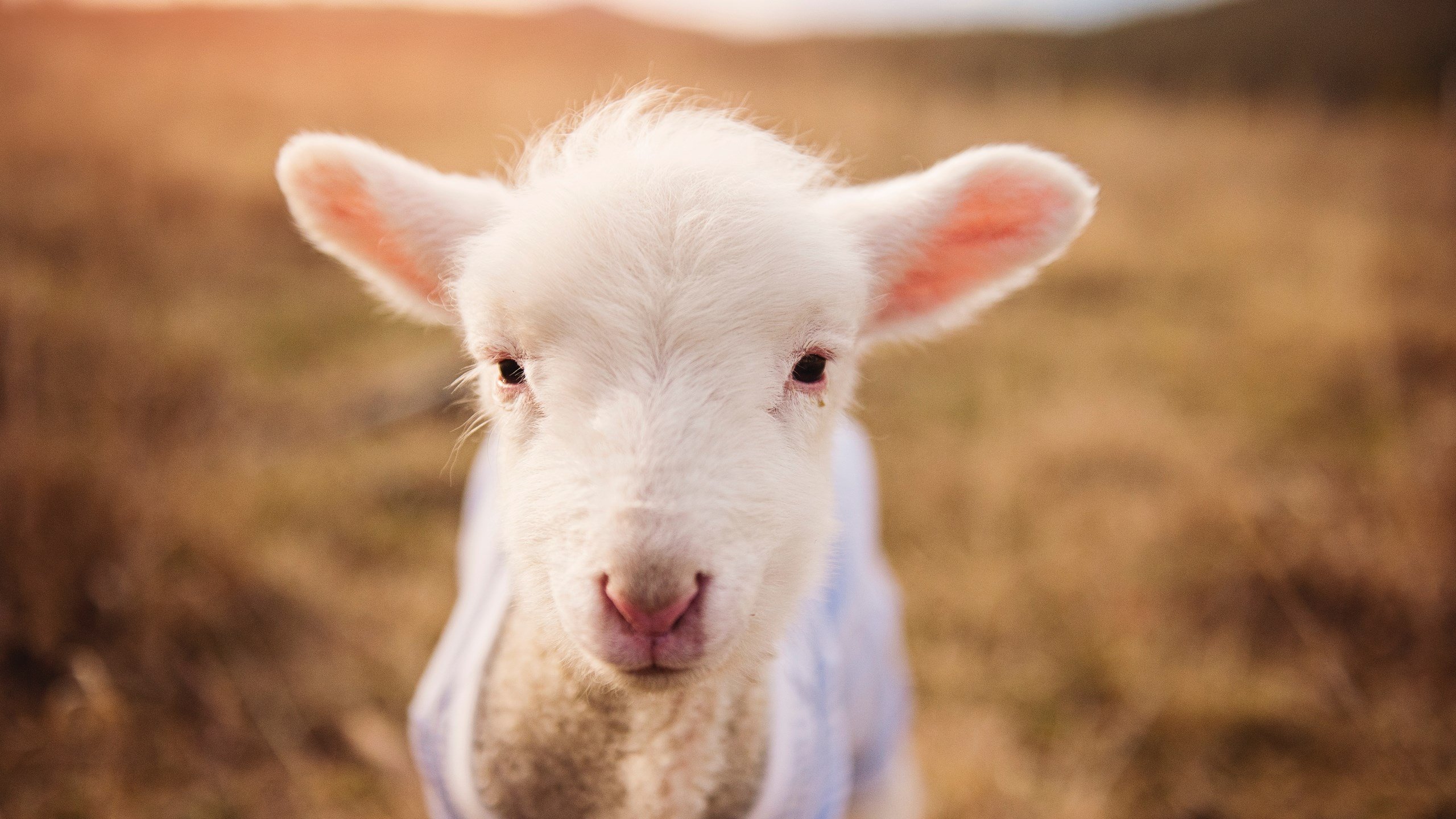 kaiyun app download-《英雄联盟》S赛与《DOTA2》Ti赛事谁更受全球瞩目？，lol vs dota2