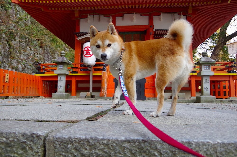 开云体育平台APP-国际奥委会致谢瑞士：为雪地足球树立新典范，国际奥委会在瑞士
