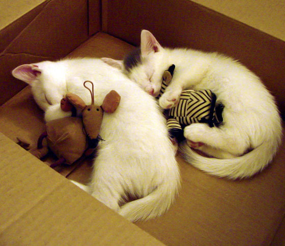 Kysports-迎风挑战！国内足球选手技压群雄，中国厉害的足球选手