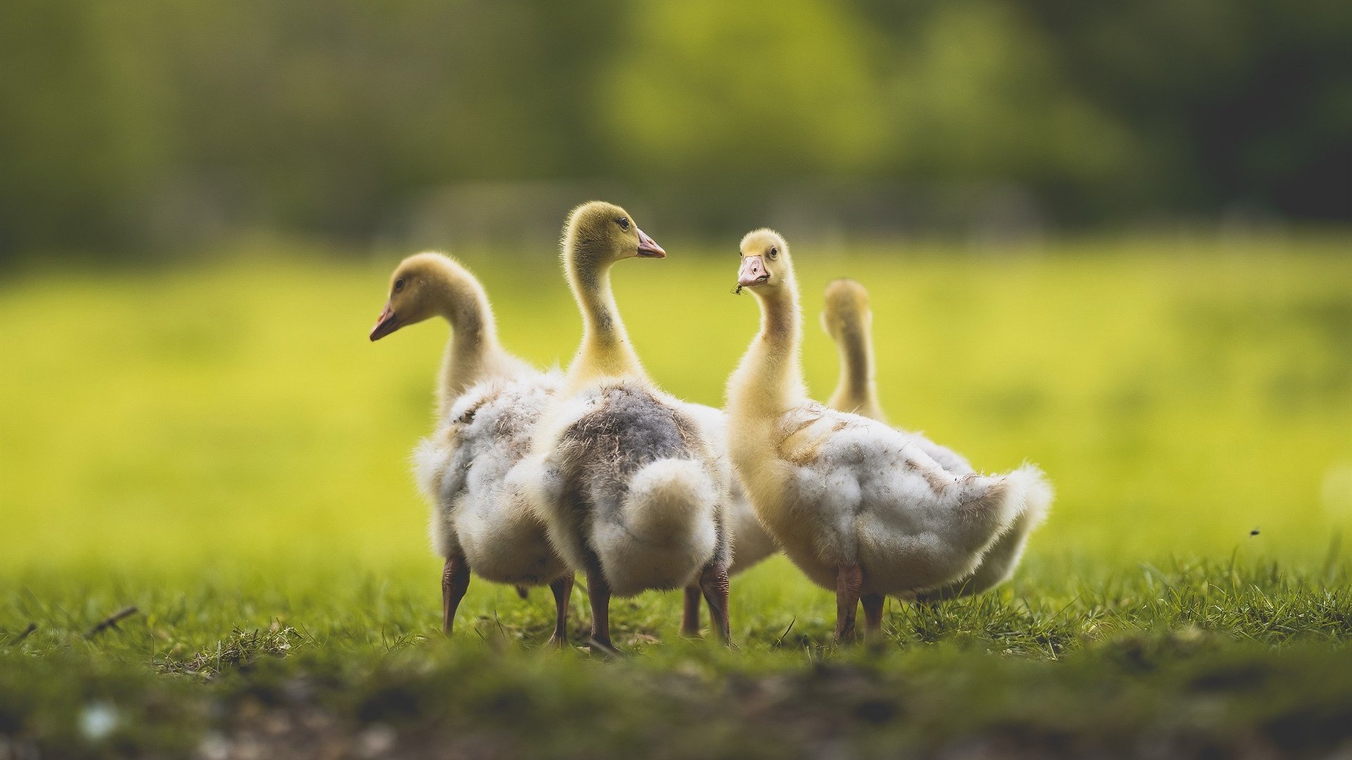 篮球运动员训练负荷个体差异化管理及方案设计，篮球运动负荷设计教案