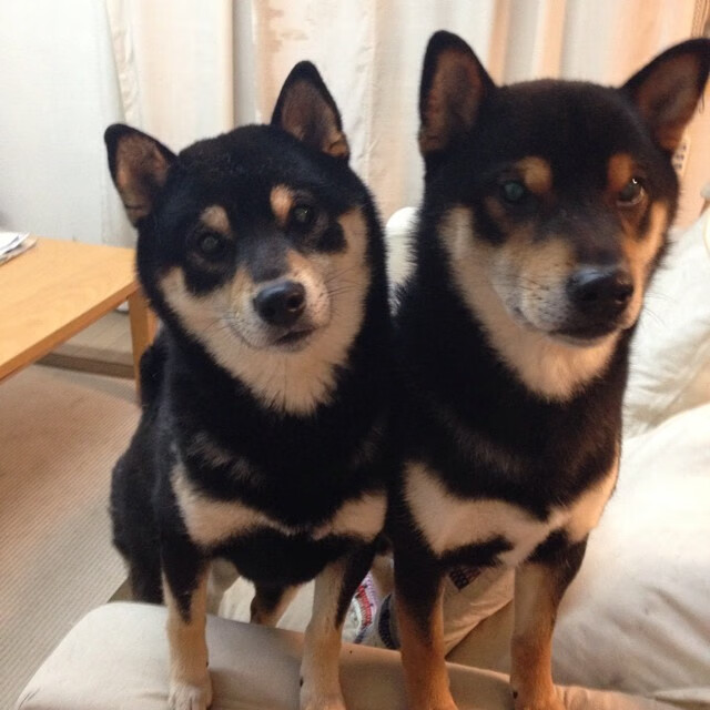 中国女篮打造外线投射新优势，中国女篮打造外线投射新优势有哪些