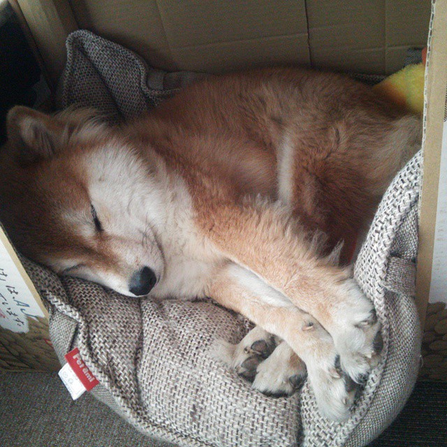 加拿大队赛制透视:如何通过赛制调整优化球队的发挥,加拿大队篮球